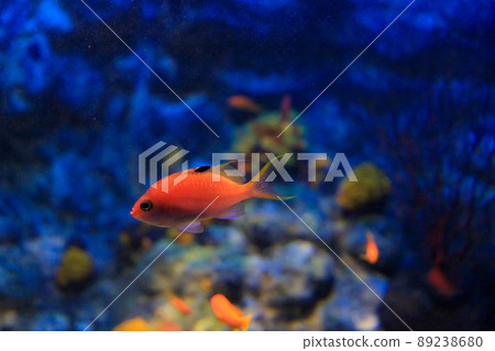 在水族館游泳的女性櫻台 89238680