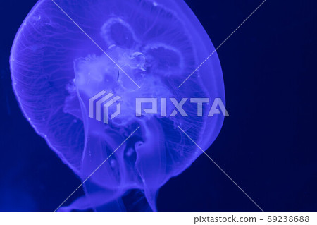 Moon jellyfish floating in the water Moon jellyfish floating in the water 89238688