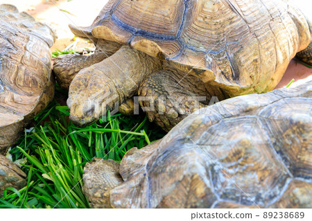 African spurred tortoise eating grass 89238689