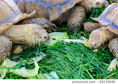 African spurred tortoise eating grass 89238690