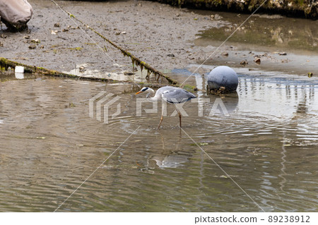 EOSRP. Hiroshima Kure, the gray heron you are aiming for. EOSRP. Hiroshima Kure, the gray heron you are aiming for. 89238912