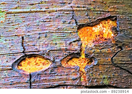 樹皮繪製的藝術作品 89238914