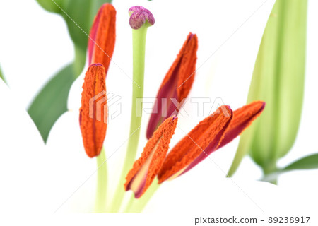 尤里之花 89238917