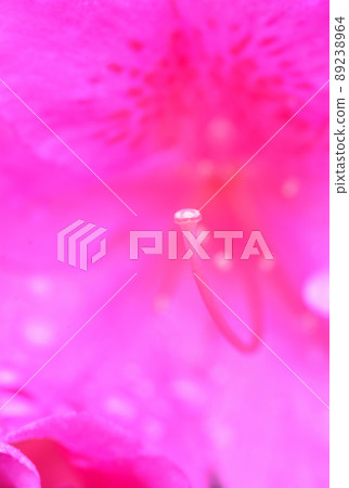 Pink azalea Pink azalea 89238964