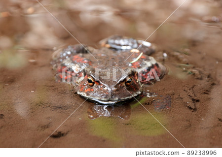 A frog A frog 89238996