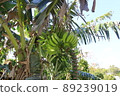 島香蕉 89239019