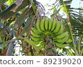 在沖繩島的香蕉 89239020