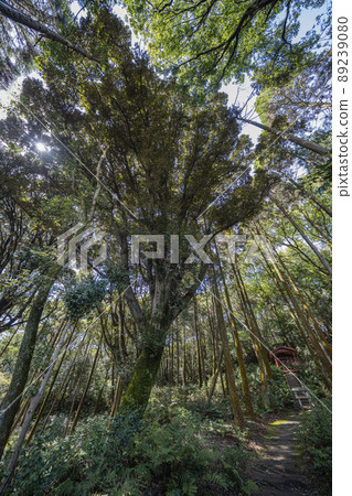 小牧山中的稻荷社吉五郎 小牧山中的稻荷社吉五郎 89239080