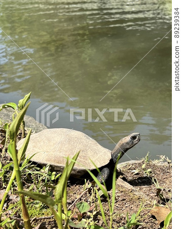 Japanese pond turtle sunbathing on a stone by the water in the summer 89239384