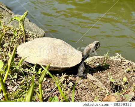 Japanese pond turtle sunbathing on a stone by the water in the summer 89239385