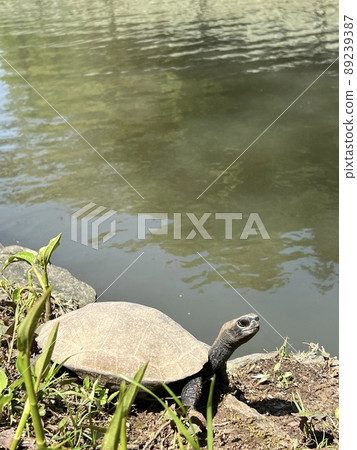 夏天，日本池塘龜在水邊的石頭上曬日光浴 89239387