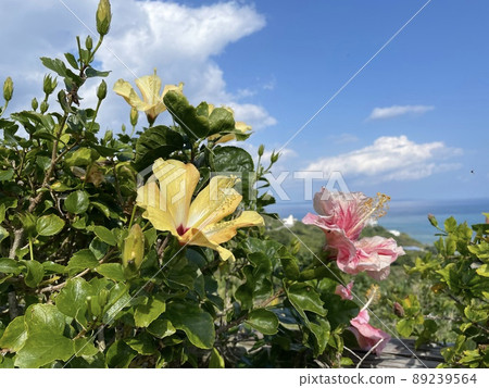 沖繩芙蓉(黃色)2 沖繩芙蓉(黃色)2 89239564