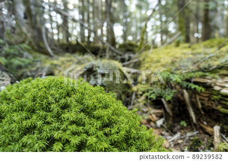 Moss covering trees and stones [Moss Forest, May] / Sakuho Town, Nagano Prefecture 89239582