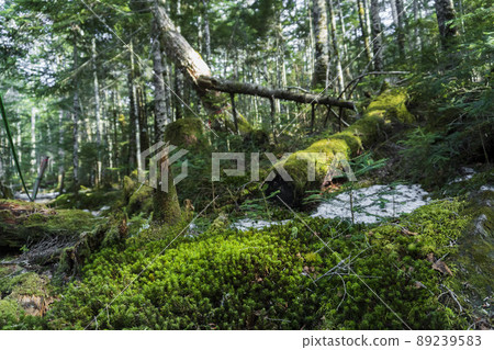 Old-growth forest moss [moss forest, May] / Sakuho Town, Nagano Prefecture 89239583