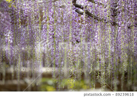 [福井縣越前市紫式部公園，4月]紫藤花長廊 89239618