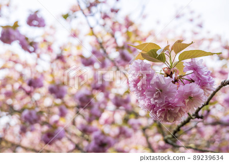 Yae Sakura in the sun 89239634