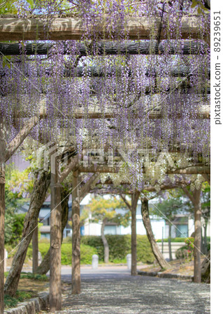 [福井縣越前市4月]紫藤花迴廊紫織部公園 89239651