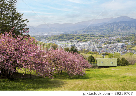 Scenery near Menyo no Sato, Hadano City, Kanagawa Prefecture 89239707