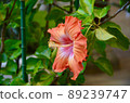 芙蓉花也在努力綻放 89239747