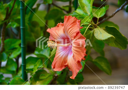 芙蓉花也在努力綻放 89239747