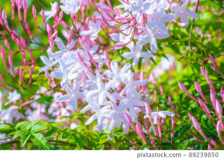 Hagoromo Jasmine Flower 89239850