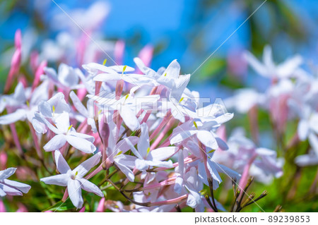 Hagoromo Jasmine Flower 89239853
