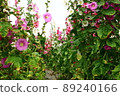Hollyhocks, safflowers, flowers 89240166