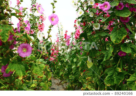 蜀葵，紅花，鮮花 89240166