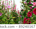 Hollyhocks, safflowers, flowers 89240167