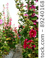 Hollyhocks, safflowers, flowers 89240168