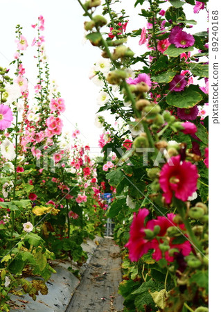 Hollyhocks, safflowers, flowers Hollyhocks, safflowers, flowers 89240168