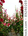 Hollyhocks, safflowers, flowers 89240169