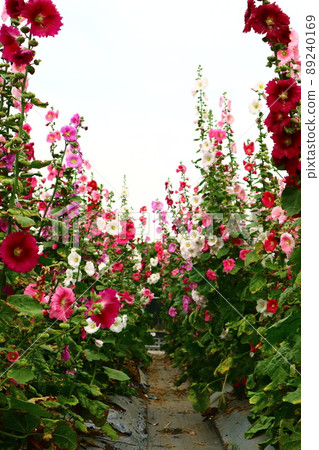 Hollyhocks, safflowers, flowers Hollyhocks, safflowers, flowers 89240169
