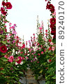 Hollyhocks, safflowers, flowers 89240170