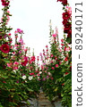 Hollyhocks, safflowers, flowers 89240171