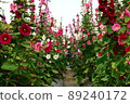 Hollyhocks, safflowers, flowers 89240172