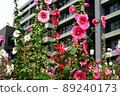 Hollyhocks, safflowers, flowers 89240173