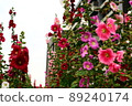 Hollyhocks, safflowers, flowers 89240174