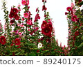 Hollyhocks, safflowers, flowers 89240175