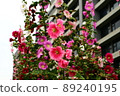 Hollyhocks, safflowers, flowers 89240195