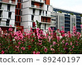 Hollyhocks, safflowers, flowers 89240197