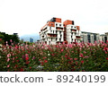 Hollyhocks, safflowers, flowers 89240199