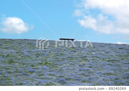 Nemophila Hill 89240269