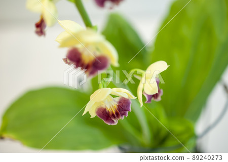 美麗的calanthe變色 89240273