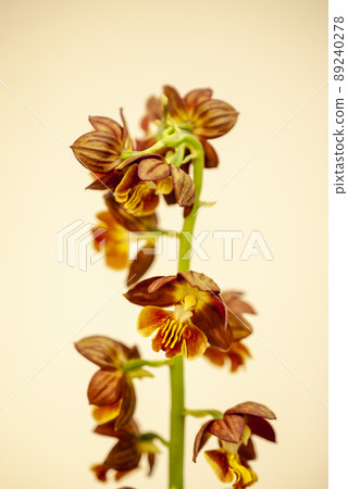 Beautiful calanthe discolor 89240278
