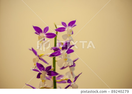 Beautiful calanthe discolor 89240279