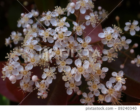 紅羅賓花 紅羅賓花 89240340
