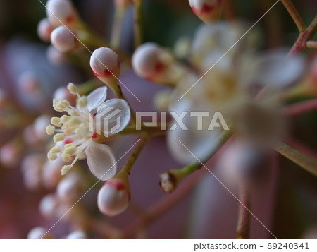 紅羅賓花 89240341