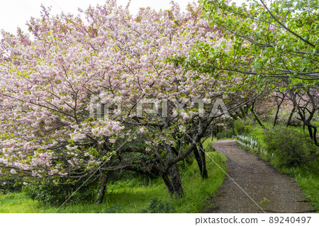 神奈川縣秦野市千村地區的重瓣櫻花 89240497