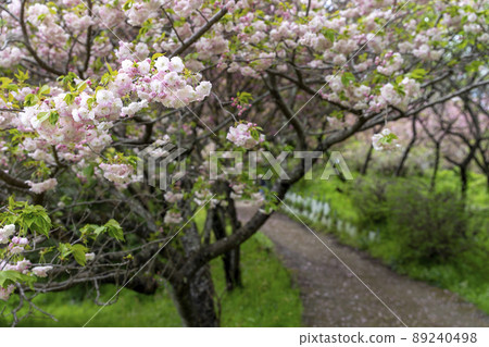 神奈川縣秦野市千村地區的重瓣櫻花 89240498